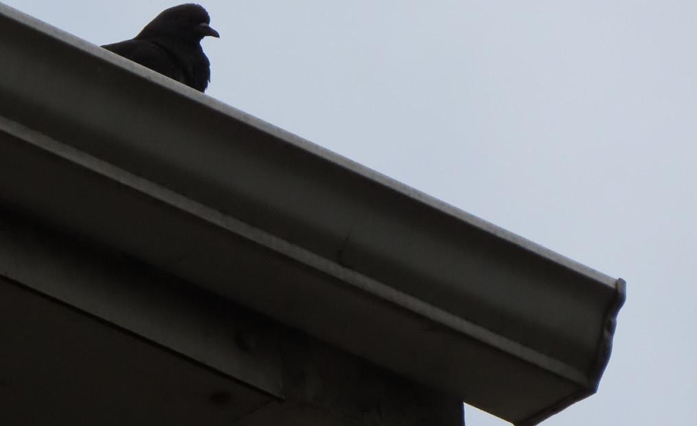 Smaller-images-services-1015-x-620px-Gutter