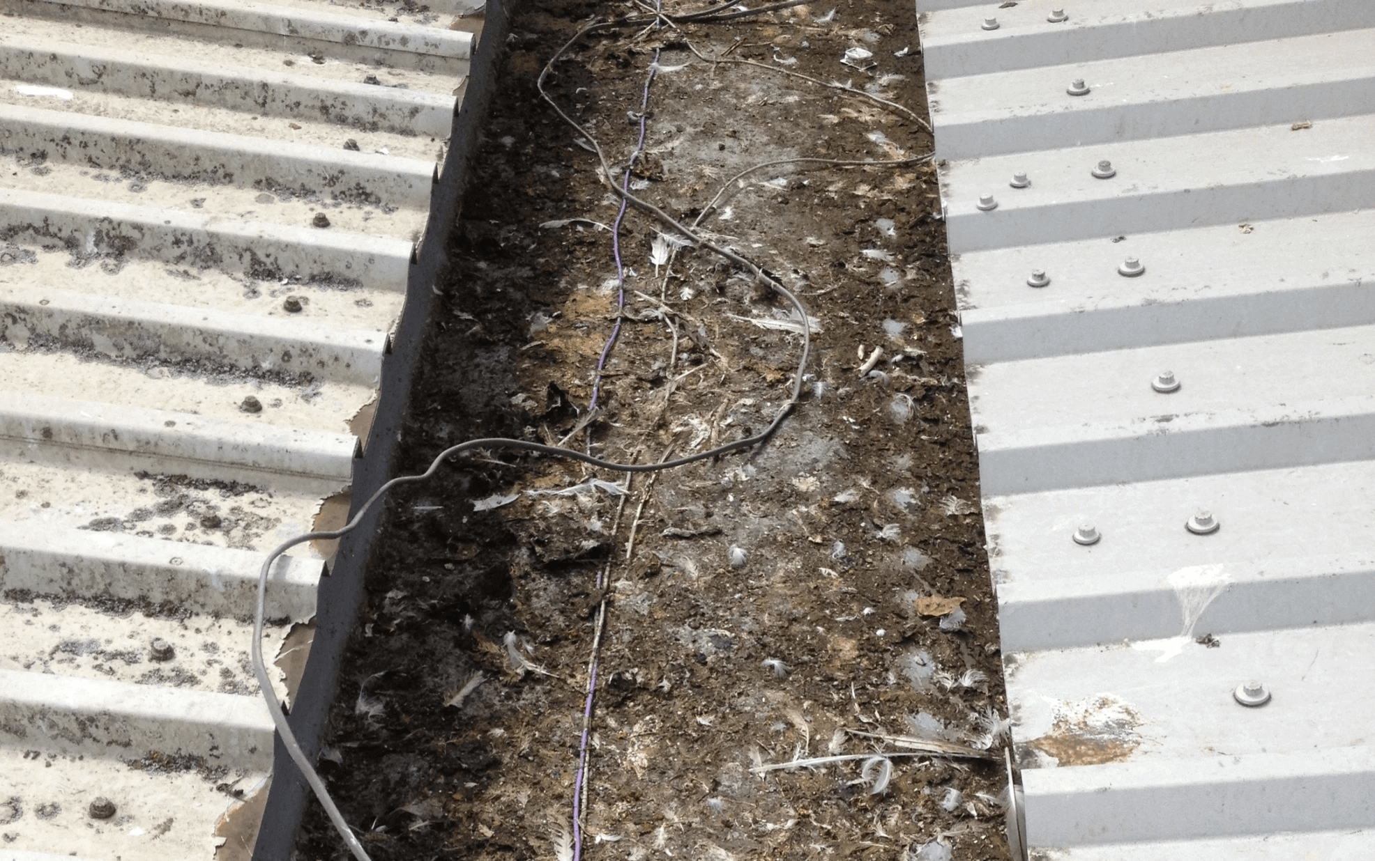Bird Damage