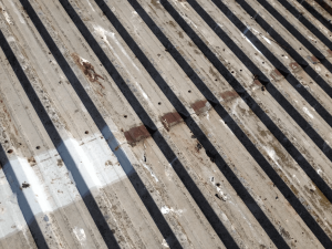 Bird Damage